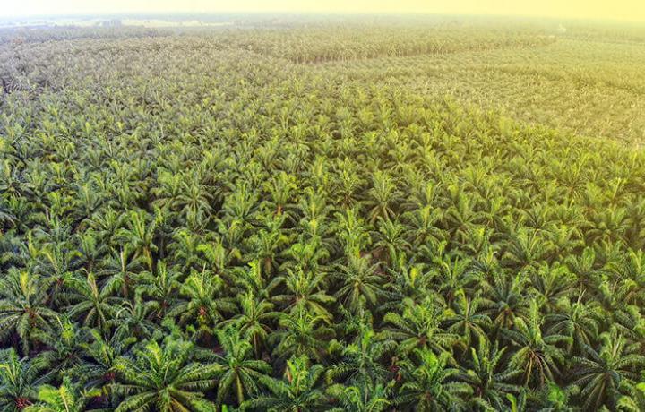 Plantation