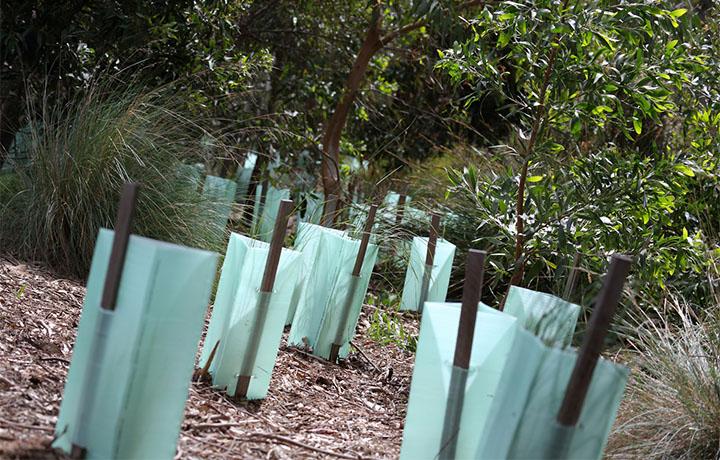 tree plantation forest homepage card