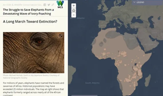 The-struggle-to-save-the-elephant_card