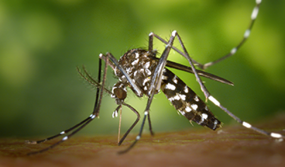 Zika-virus_past-present-and-future_card