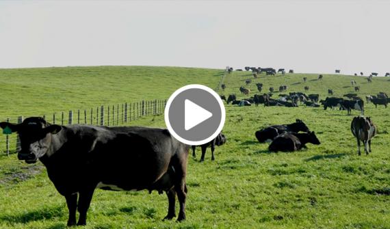 cow dairy farm agriculture video CARD